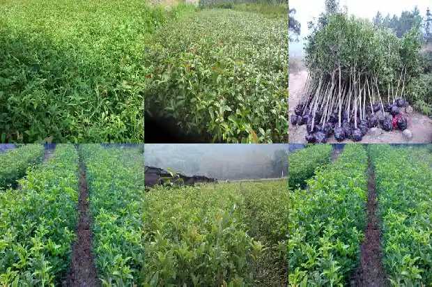 桂花的果子有毒吗1682037690826