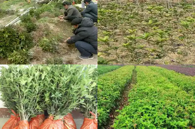 桂花的果子有毒吗1682037690873