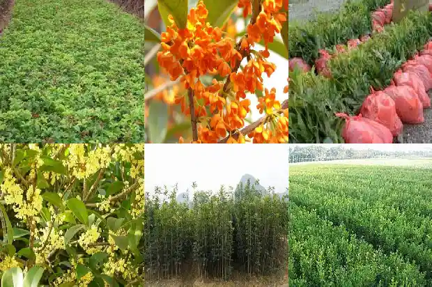 桂花树结的果子有毒吗?1682037787880