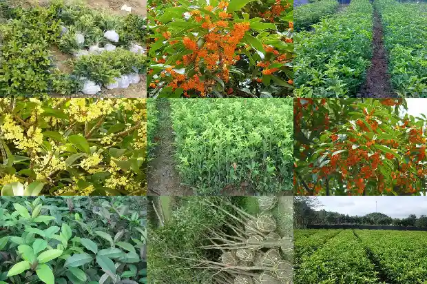 桂花树结的果子有毒吗?1682037787928
