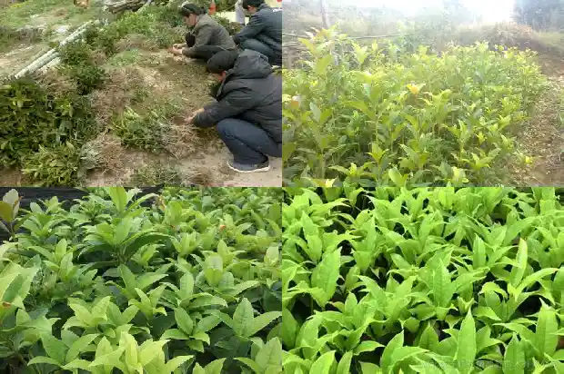 桂花树果实能不能吃作用1682037896068