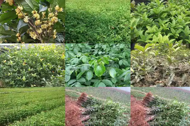 桂花树果实能不能吃作用1682037896116