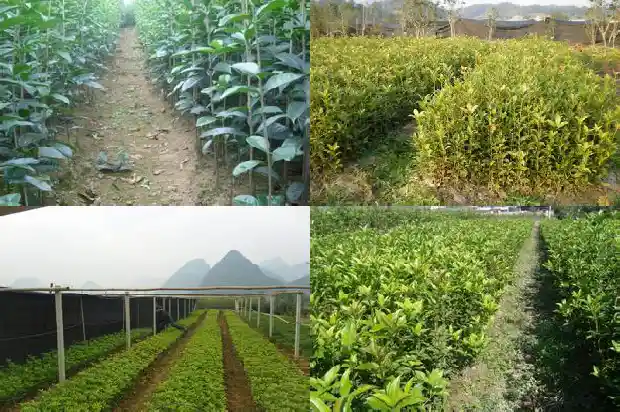 湖南桂花树价格表最新1689899217522