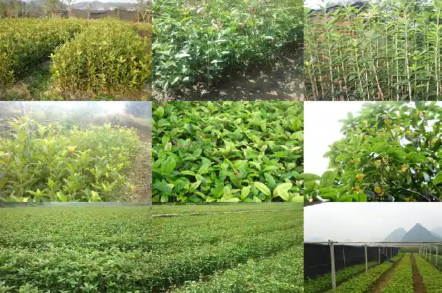 桂花树果可以吃吗?1682038081345