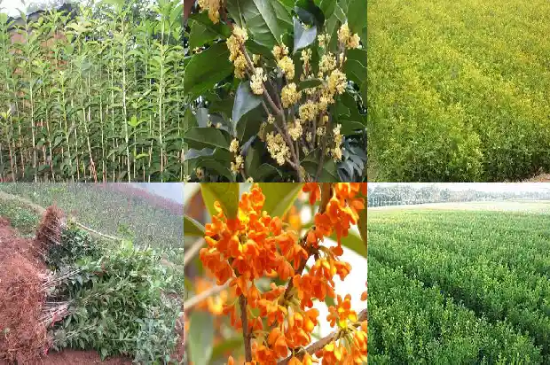 桂花树果可以吃吗?1682038081440