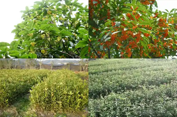 桂花树果实能吃吗有毒吗1682038189026