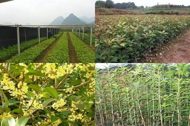 桂花树果子可以吃吗?1682038291504