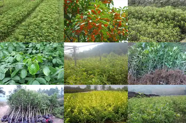 桂花树果子可以吃吗?1682038291552