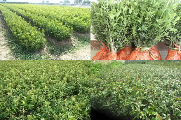 桂花树八月份施什么肥料好1688431496061