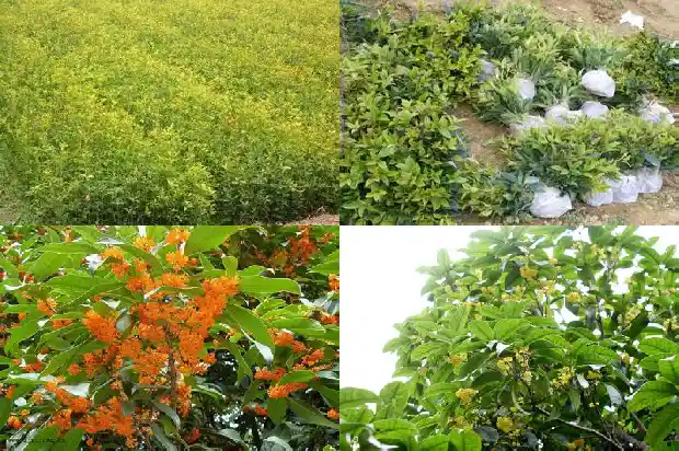 桂花树的果可以吃吗有毒吗1682038402282
