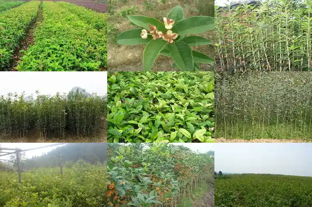 金桂花一年开几次1688861512944