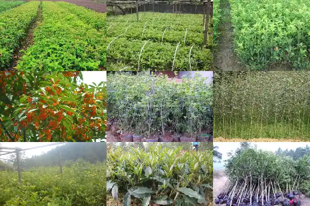 桂花树果子有什么药用价值和功效1682038613544