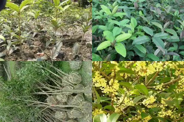 桂林干桂花多少钱一斤1689898850132