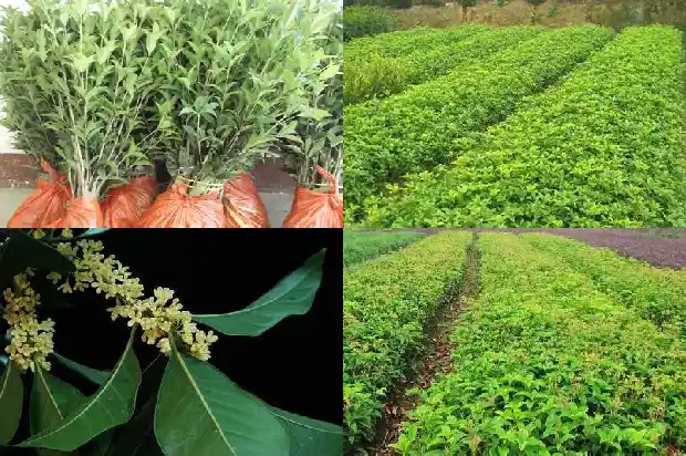 桂花树上的果子能不能吃掉1682038717723