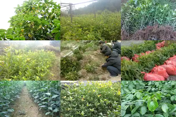 桂花直接晒干可以泡水喝吗1682038915035