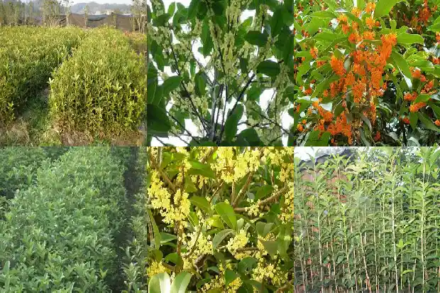 30公分的桂花树多少钱一盆1689640271652