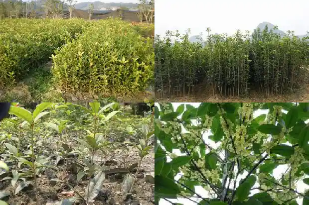 桂花树怎么长果子的1682039012311
