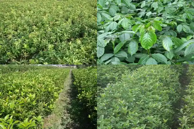 桂花树怎么长果子的1682039012358