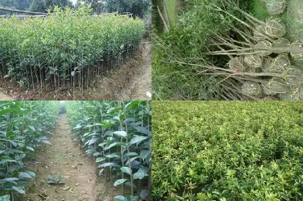 哪种桂花树好看又香又甜1688792516668
