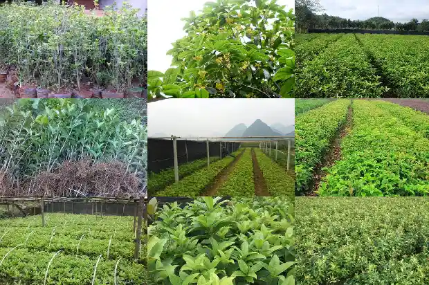 桂花树果子能不能吃掉呢1682039197569