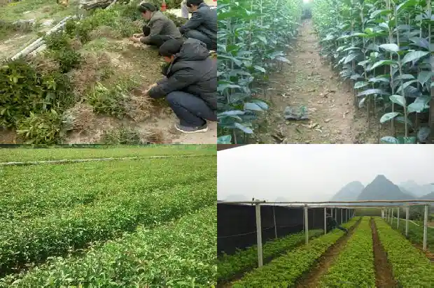 桂花树上面结的果子可以吃吗1682039284261
