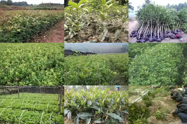 桂花树上面结的果子可以吃吗1682039284309