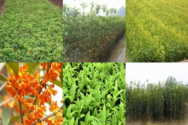 桂花树上面结的果子可以吃吗1682039284357