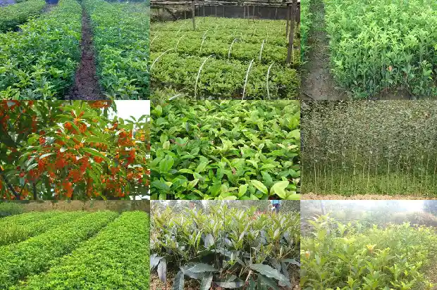桂花树上面结的果子可以吃吗1682039284405