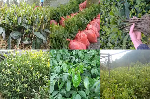 桂花树上面的果子有什么用处1682039373327
