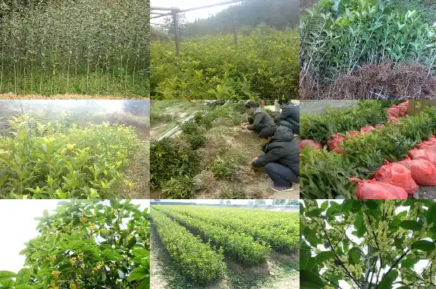桂花树果子可以用来干嘛1682039470279