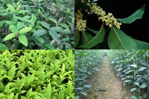 桂花树果子可以用来干嘛1682039470327