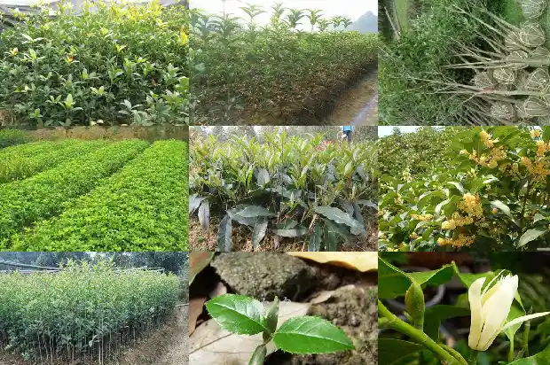 桂花树果子可以用来干嘛1682039470422