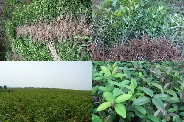 桂花树上的果子有什么作用与功效1682039568481