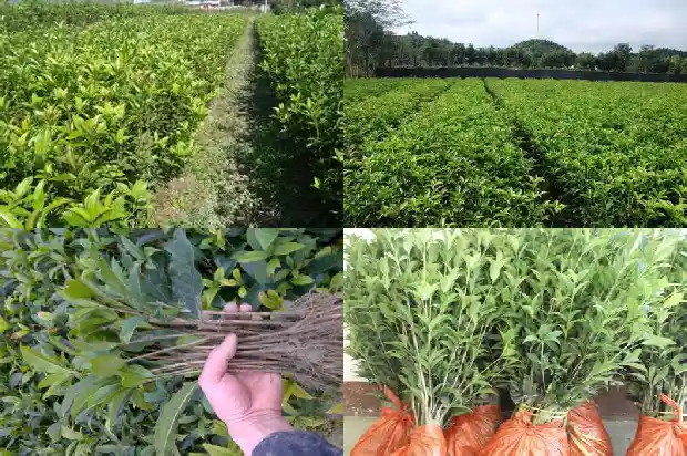桂花茶的禁忌1688949008659