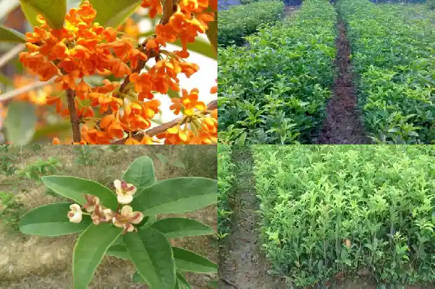 桂花的果子有什么功效1682039729496