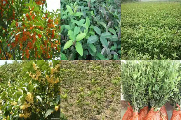 桂花树果子的功效与作用1682039902980