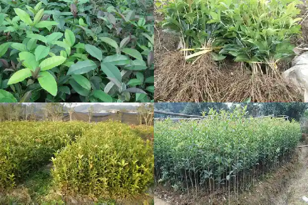 桂花树有果子么1682039987824
