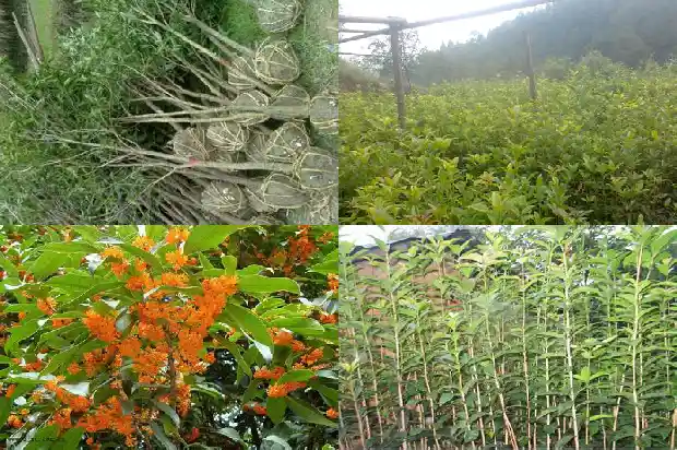 桂花树有果子么1682039987871