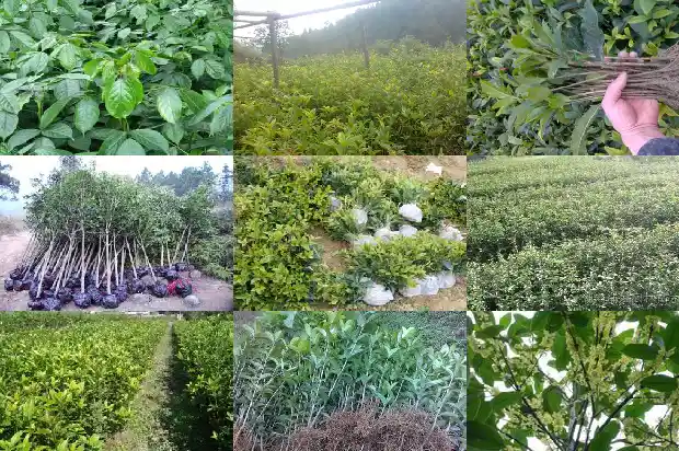 桂花树有果子么1682039987967