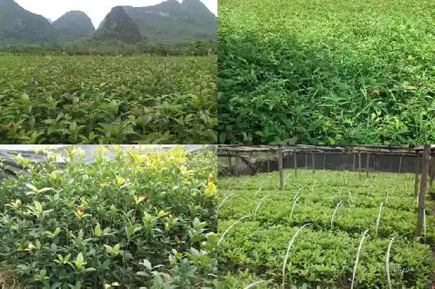 桂花树的果子怎么吃最好1682040064430