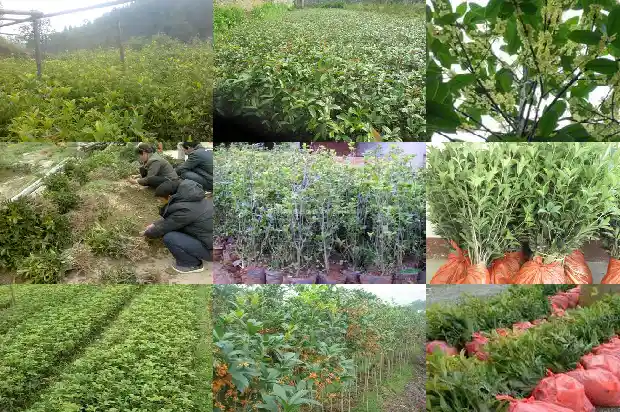 桂花树的果子怎么吃最好1682040064478