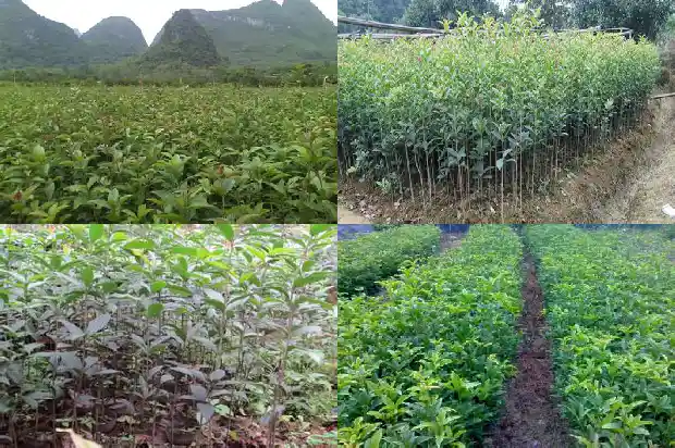 桂花树的果子怎么用肥料1682040137074