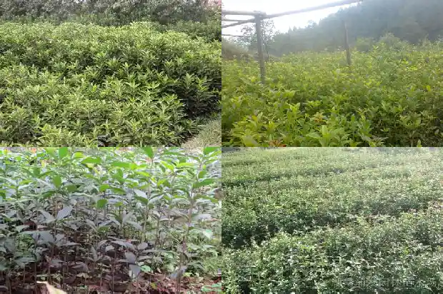 桂花树怎么有果子1682040219182