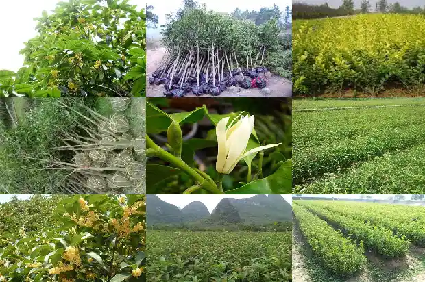 桂花为啥不结果1682040297139