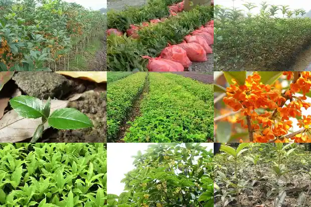 为什么有的桂花树不结果1682040378975