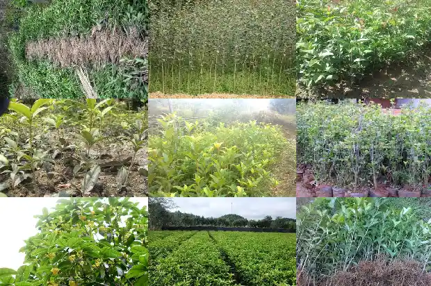 刚移栽的桂花树怎么修枝好1688345840583