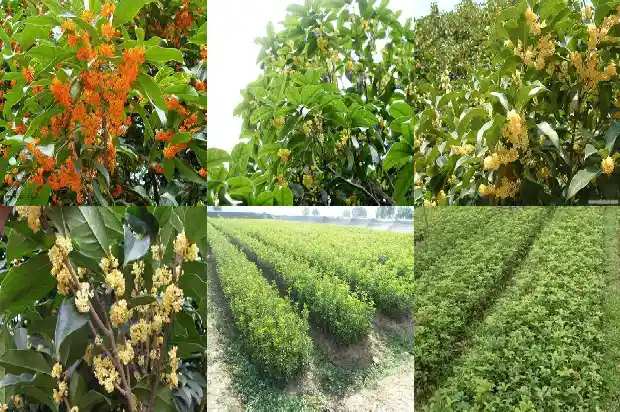 桂花树什么时候结果子1682040545099