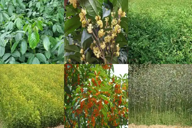 桂花树的果子可以泡水喝吗有毒吗1682040619207
