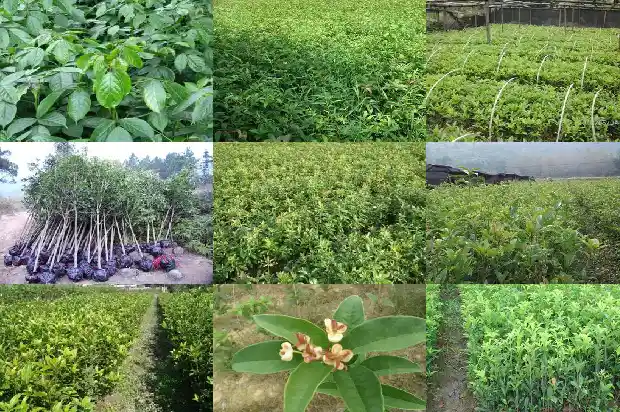 桂花树的果子可以泡水喝吗有毒吗1682040619255