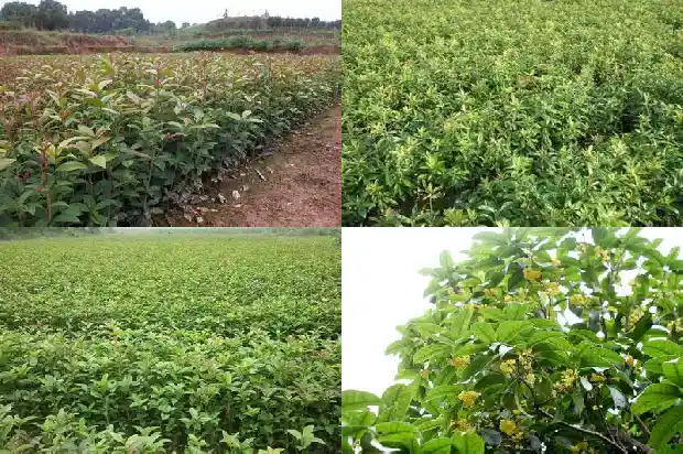 桂花树的果子可以泡水喝吗有毒吗1682040619303